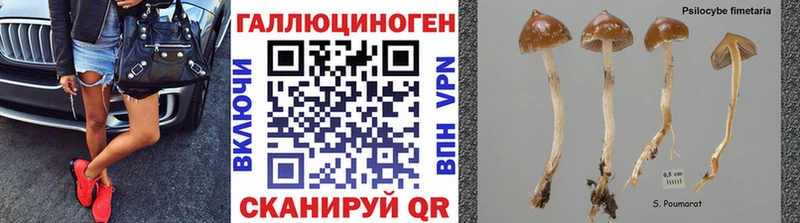 Псилоцибиновые грибы Psilocybine cubensis  Хабаровск 